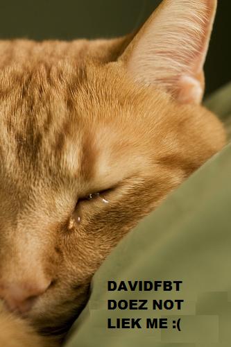 crycat.jpg