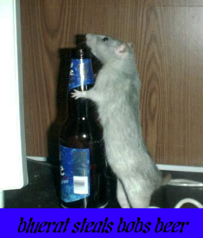 funny-pictures-alchoholic-rat-1M-1.jpg