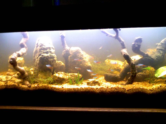 amazonbiotope.jpg