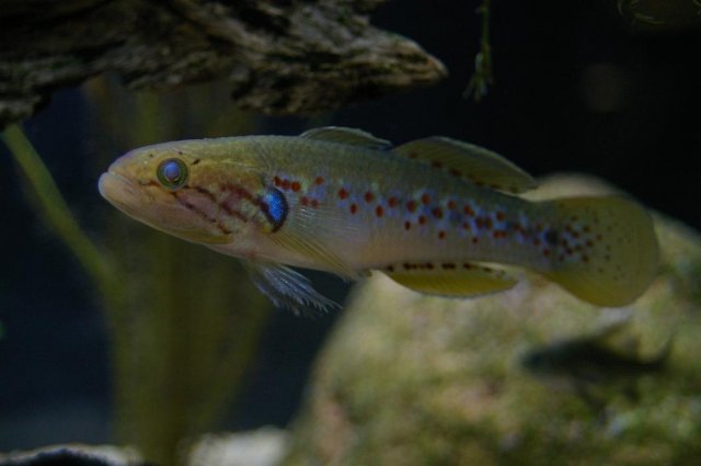 Trout Gudgeon 1.JPG