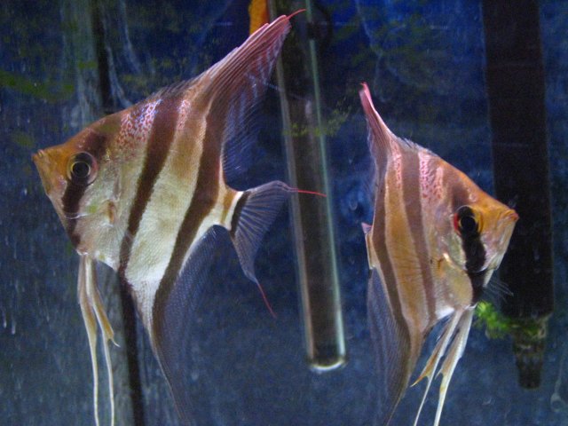 IMG_2965.JPG