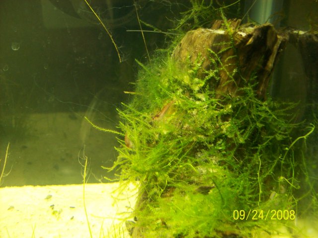 Shrimp 003.jpg