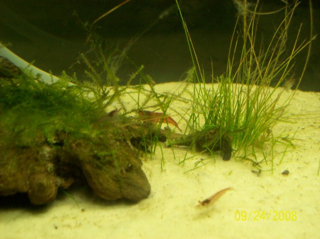 Shrimp 004.jpg