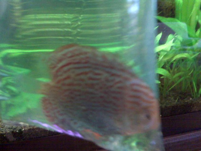 fish5.jpg