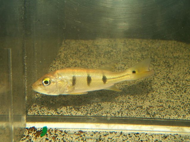 orino3.JPG
