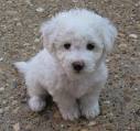 baby bichon.jpg