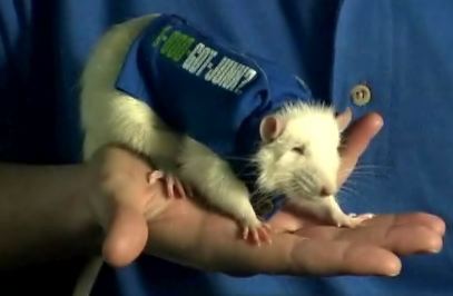 rat.jpg