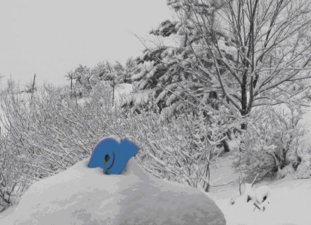 BlueRatSnow.jpg