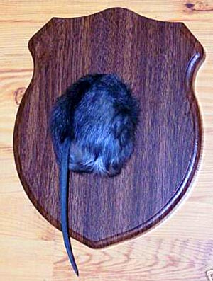 rat_butt_art.jpg