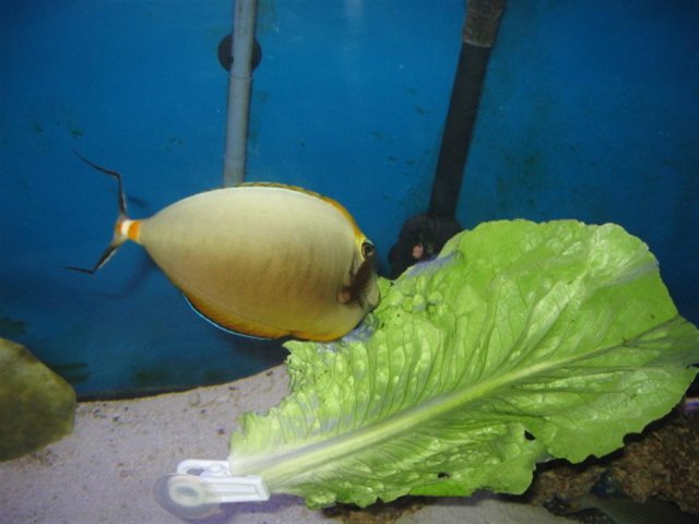 gangstafish 748 (Large) (Large).jpg