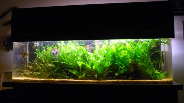 Fish Tank Full.jpg