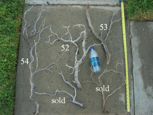 DSCN3302.JPG