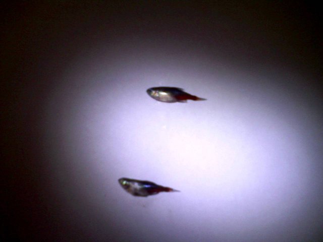fishautopsy.jpg