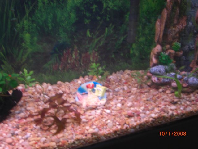 010.JPG