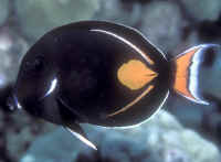 Acanthurus_achillesHI2.jpg Acanthurus_achillesHI2.jpg