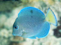 Acanthurus_coeruleusMD.jpg