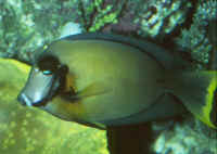 Acanthurus_pyroferusAQ.jpg