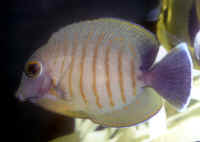 Acanthurus_pyroferus-eibli2.jpg