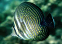 Zebrasoma_desjardiniiSEY3inch.jpg