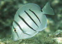 Acanthurus_triostegus.jpg
