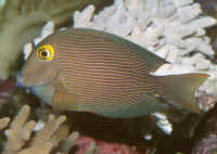 Ctenochaetus_strigosusAQ.jpg