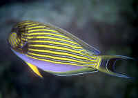 Acanthurus_lineatusMARQ.jpg