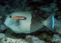 Acanthurus_olivaceusAD.jpg Acanthurus_olivaceusAD.jpg
