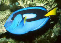 Paracanthurus_hepatusAD.jpg