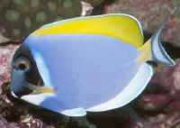 Acanthurus_leucosternonAQ.jpg