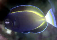 Acanthurus_nigricansMARQ.jpg