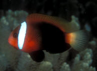 Amphiprion%20melanopus%20NSUL.jpg