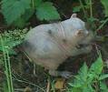 Bluerat crouched.jpg