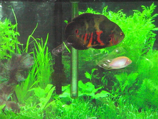 DSC00004.JPG