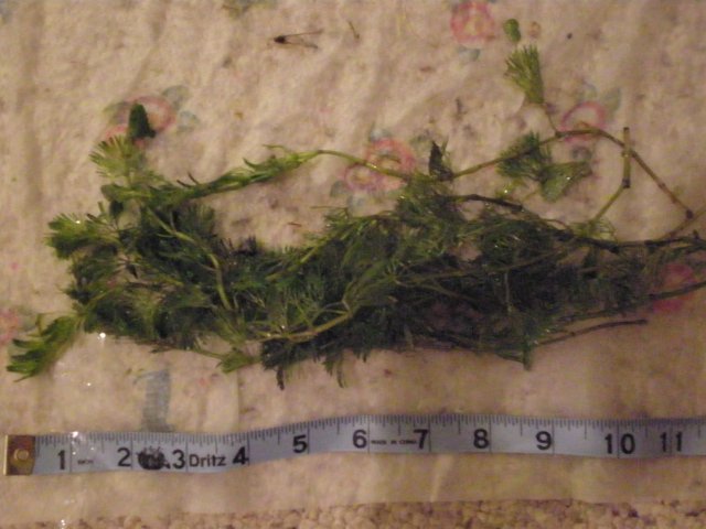 green cabomba.JPG
