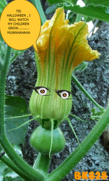 Pumpkin_flower_with_spikes-1.jpg