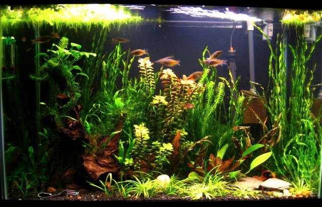 65GalPlanted.JPG