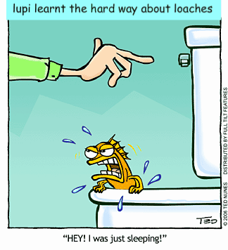 funny-fish-1-1.gif