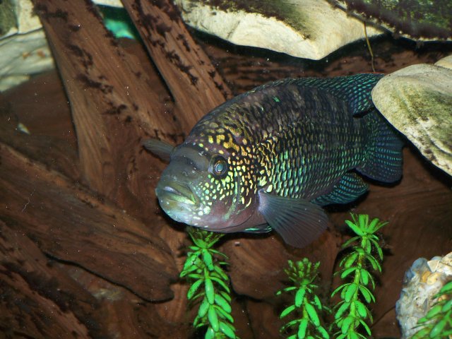 fish pics672008 015.jpg