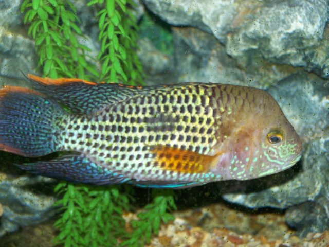 fish pics 004.jpg