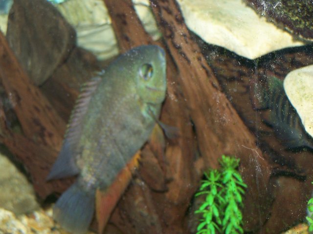 fish pics 006.jpg