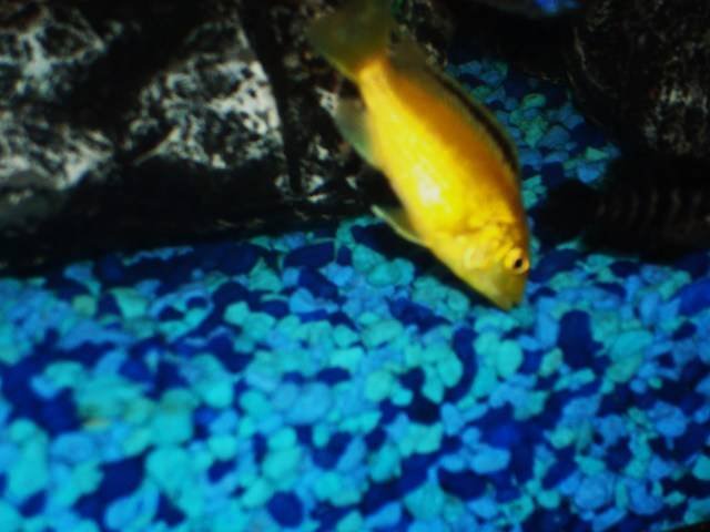 electric yellow.jpg electric yellow.jpg