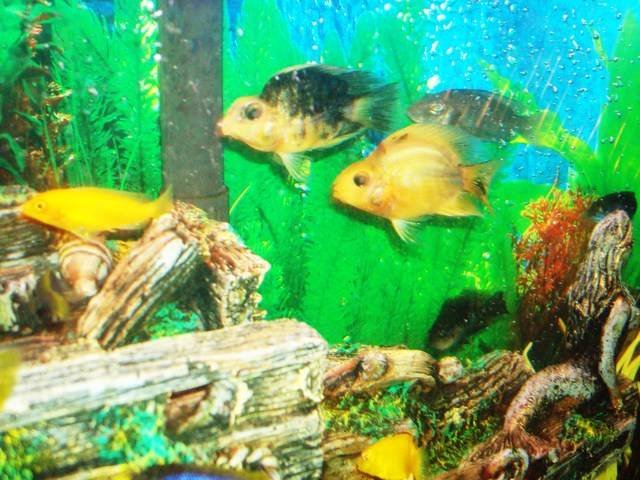 parrot cichlid.jpg parrot cichlid.jpg