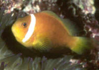 Amphiprion_nigripesAQ.jpg