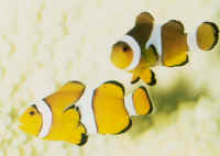 Amphiprion_ocellaris.jpg