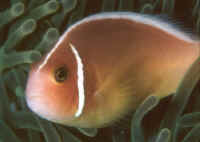 Amphiprion_perideraionHRN.jpg