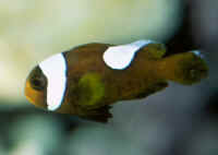 Amphiprion_polymnusNG.jpg