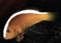 Amphiprion_sandaracinosRED.jpg