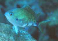Chromis_atripectoralisHRN.jpg