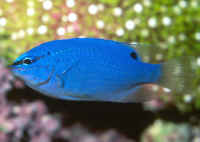 Chrysiptera_cyaneaAQ2.jpg