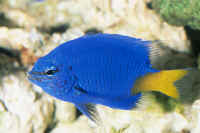 Chrysiptera_parasemaAQ.jpg